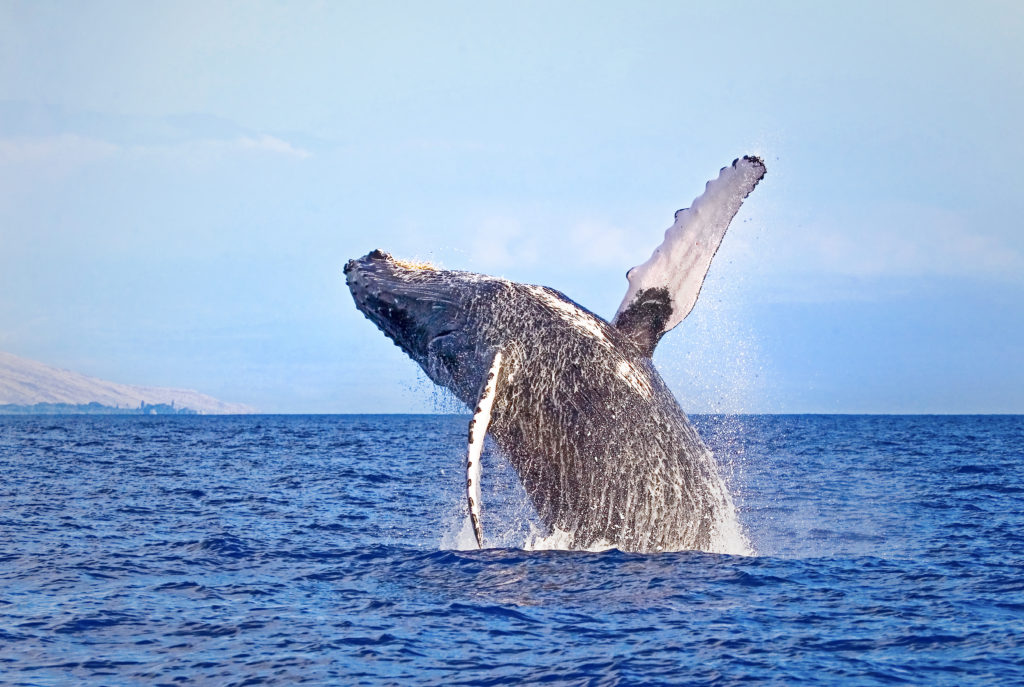 Humpback whale breaching in Maui