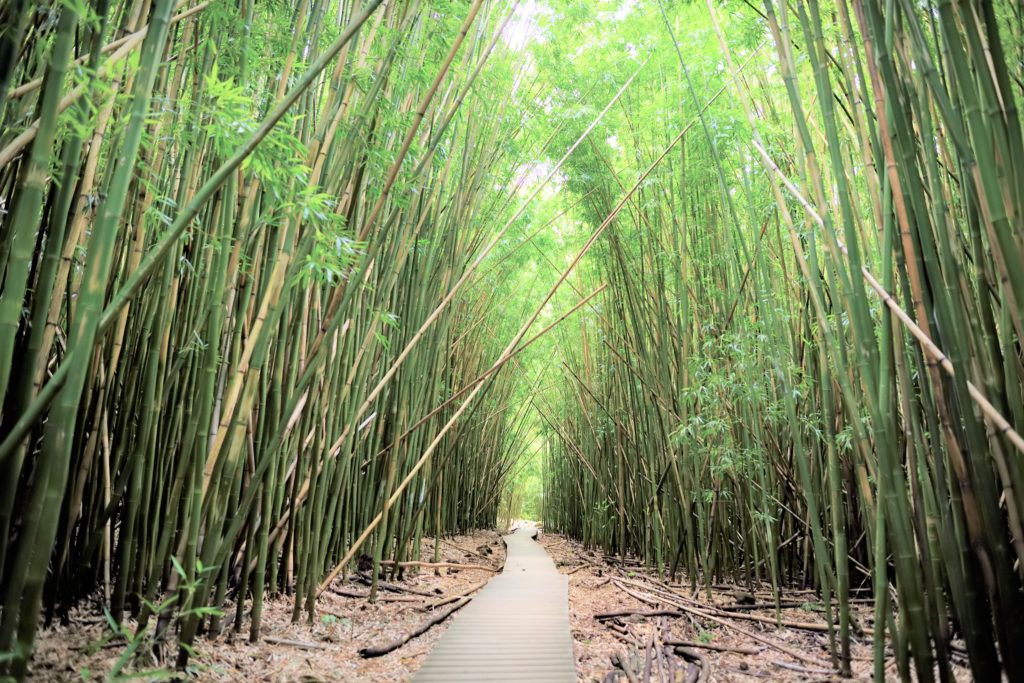 A trail leading through the Pipiwai bamboo forest on the Road to Hana in Maui, HI